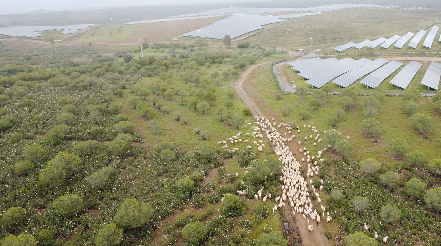 A flock of sheep moving along a track between trees and solar panels, seen from above