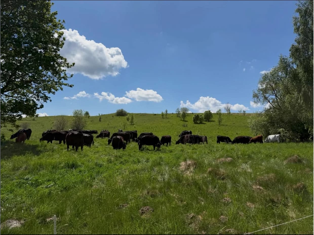 A herd of dark cattle grazing on a green hillside under a blue sky